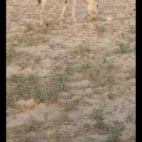 الاغ|حیوانات مزرعه|کاکی, |دیوار