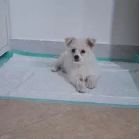 واگذاری سگ مالتیز