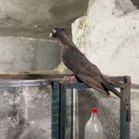 جفت آبادانی اویناق