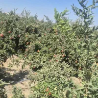 انار ساوه ابگیری رپ بالای ۱۰۰ کیلو ارسال درب منزل|خوردنی و آشامیدنی|محمدشهر, ولدآباد|دیوار