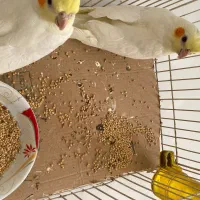 ۳ عدد جوجه لوتینو