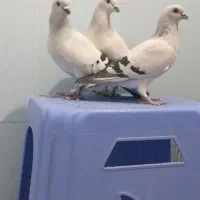 کبوتر شامی|پرنده|آذرشهر, |دیوار