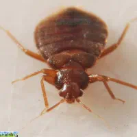 رفع تمام حشرات منزل و محل کارتان را به ما بسپارید