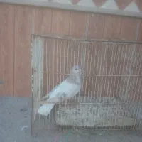 کبوتر فروشی