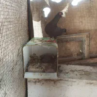 کبوتر پلاکی نر با جوجه