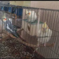 عروس