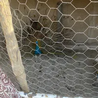 طاووس آبی نر