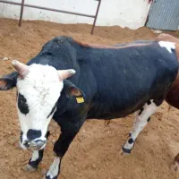 دو راس گوساله گیلک چاق|حیوانات مزرعه|مشکین‌دشت, |دیوار