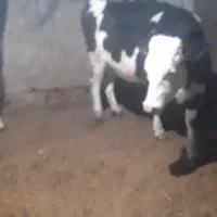 دوراس تلیسه سیمینتال درجه یک سرپستان