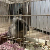 خرگوش لوپ مینیاتوری|موش و خرگوش|مشهد, طبرسی شمالی|دیوار