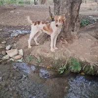 سگ نگهبان