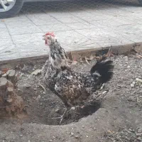 مرغ تخم گذار