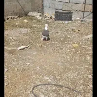 کفتر|پرنده|دهدشت, |دیوار