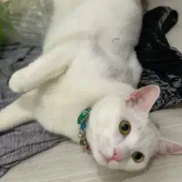 گربه نر ترکیش عقیم شده