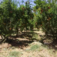 80جریب زمین کشاورزی واقع در دهاقان