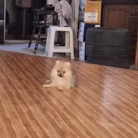 پامر خرسی ۶ ماهه|سگ|تهران, زعفرانیه|دیوار