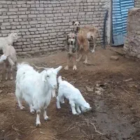 سگ گله|سگ|تربت‌حیدریه, رباط سفلی|دیوار