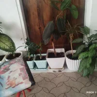 گل طبیعی|گل و گیاه طبیعی|یاسوج, |دیوار