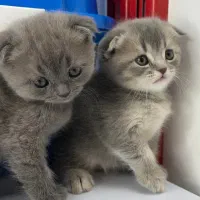 اسکاتیش بریتیش|گربه|بیرجند, |دیوار