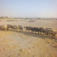 25 راس میش آبستن|حیوانات مزرعه|شیراز, تل حسین‌آباد|دیوار