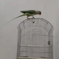 شاه طوطی اسکندر