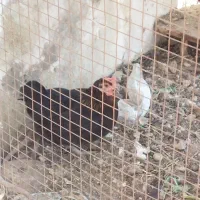 مرغ محلی(تخمگذار)