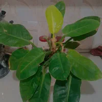 تعدادی گل با گلدون سرامیکی همه باهم ۶۰۰ تومان