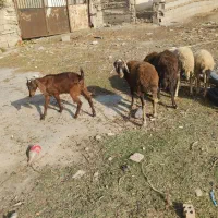 گوسفند ها گم شدن هرکس خبری دار یا چیزی لطفاًبگ