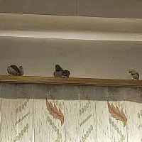 8عدد فنچ زبرا نر و ماده|پرنده|بجنورد, |دیوار