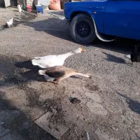 ۲عددغوغاز اوکراینی نر وماده جفت تخم