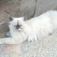 گربه گمشده