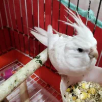 عروس هلندی|پرنده|یزد, |دیوار