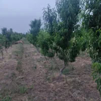 باغ جوان|فروش زمین و ملک کلنگی|انزل, |دیوار