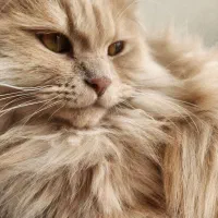 گربه پرشین اسکاتیش