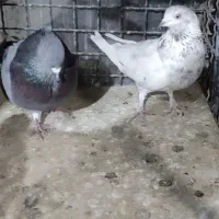 کبوتر  کله دم سبز|پرنده|ری, علایین|دیوار