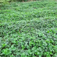 فروش بوته توت فرنگی