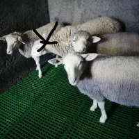 بره  ایلدوفرانس اصل|حیوانات مزرعه|کاشان, لتحر|دیوار