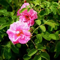 گل محمدی محله کیلویی ۱۶۰ت