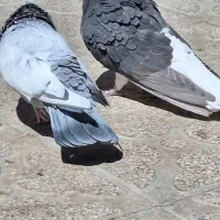 کبوتر کفتر سینه آبی|پرنده|شیراز, شهرک ولیعصر|دیوار