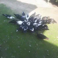 اردک اسراعیلی