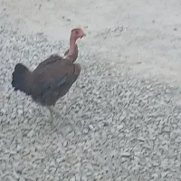 مرغ گردن لخت