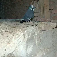 کفتر کلاغ کوک کلایی نر