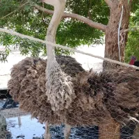 شترمرغ|حیوانات مزرعه|ایرانشهر, |دیوار