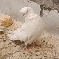 کفتر نقش و پرشی و نوک قنار|پرنده|اردکان, |دیوار