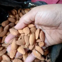 بادام درختی