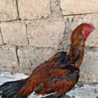 خروس لاری و مرغ و جوجه لاری