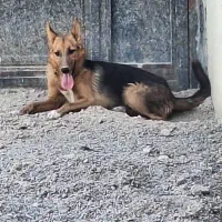 سگ ژرمن شپرد اصل