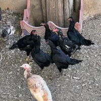 خروس مرغ لاری افغان پاکستانی|حیوانات مزرعه|تفرش, |دیوار