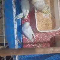 یک جفت  مرغ عشق جوان ریمو رنگین کمانی