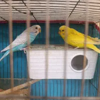 مرغ عشق ابی زرد نیمه دستی اماده تخم گذاری